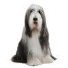 Bearded Collie